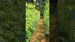 Barbati ka kheti ✅✅ green long beans farming kishan shorts farming farmer beans gardenshots [upl. by Uphemia]