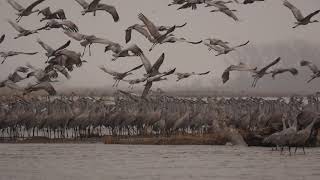 Sandhill crane spring reverse migration Central Nebraska [upl. by Rinna]