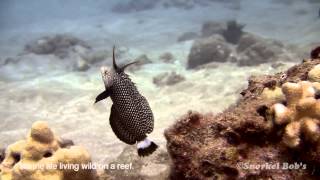 Dragon Wrasse in teen phase living wild on a reef [upl. by Lunn16]