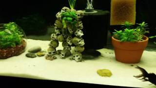 Added pool filter sand to my 55g Fancy Goldfish aquarium [upl. by Alimaj220]