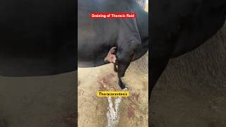 Thoracocentesis Draining of thoracic fluid foreign body TRP Traumatic pericarditis  TP cow [upl. by Enileme]