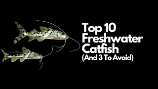 Top 10 Freshwater Catfish🐈 And 3 To Avoid [upl. by Haneekas]