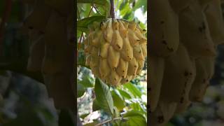 Rollinia fruittrendingyoutube shortsTropical fruit garden [upl. by Aicella]