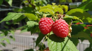 Raspberry Rubus idaeus [upl. by Acinemod398]