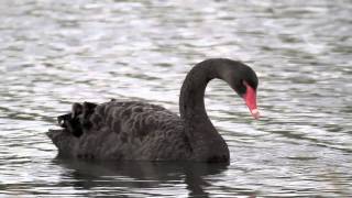 Digiscoping Australian Birds 1  Swarovski STM80HD TLS800 Canon 7D [upl. by Juliane]