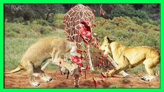 Lo más increíble ataques de animales salvajes 2  León vs Jirafa [upl. by Otilegna]