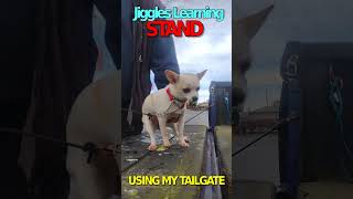 Jiggles Learning Stand Command jiggles dogobedience doglife [upl. by Sevein]