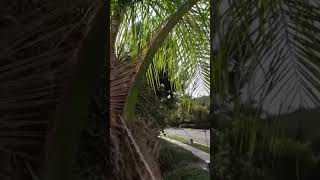 Climbing arborist tree trimming Queen palm milwaukeetools top handle chainsaw [upl. by Arnaldo582]