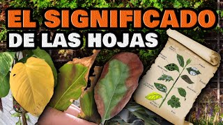 Plantas ENFERMAS y Cómo CURARLAS 🍂 Hojas amarillas se enrollan o se arrugan  Enfermedades y Plagas [upl. by Jacy]