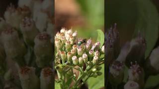 Metallic green Sweat Bee visits Camphorweed [upl. by Landers]