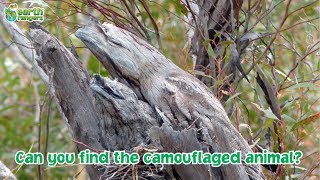 Can you find the camouflaged animals [upl. by Alika]