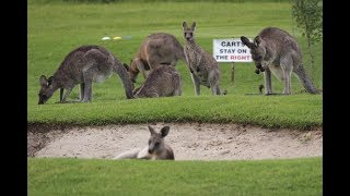 Kangaroos on Golf course [upl. by Htenek]