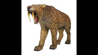 Smilodon Sound Effect [upl. by Albert919]