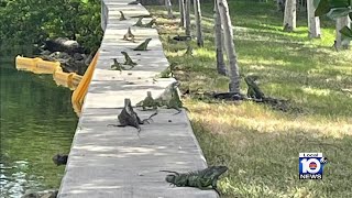 Miami Beach officials coming up with ideas to get rid of invasive iguanas [upl. by Nylatsirk648]