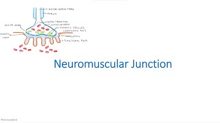 Neuromuscular Junction amp Transmission [upl. by Notlad]