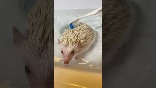 Rubadubdub hedgehog in the tub 🦔💧cute hedgehog hedgehoglover [upl. by Nork360]