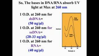 Calculate Amount of DNA or RNA on Any Sample [upl. by Link]