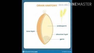 Aleurone layer and its ploidy [upl. by Nace]