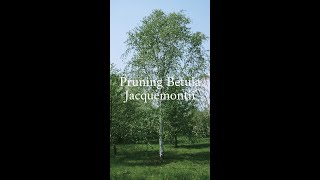 Pruning betula Jacquemontii [upl. by Eniger167]