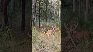 bandhavgarh  nature unlimitedspotted deer cheetal [upl. by Collen135]