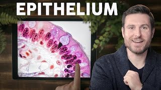 Epithelial Tissue Histology Explained for Beginners  Corporis [upl. by Htiek]