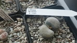 Посылка от подругиСуккулентыЛитопсы и их видыLebende SteineMy Lithops Collection349 [upl. by Lusty]