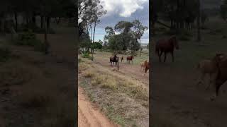 The brumbies gallop through the paddock pure energy and spirit in every stride 🐎🌿 [upl. by Bartlet]