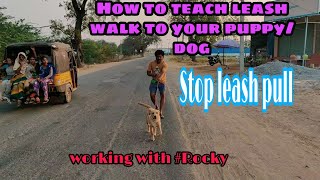 How to teach leash walk to your puppydog stop leash pull  problem solved 100 [upl. by Nelon5]