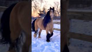 The Most Beautiful Horse Running in the Snow ❄️🐴 [upl. by Acemat]