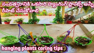 Hanging plants propagation Hanging plants caring tips [upl. by Eiznekcm]