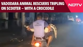 Vadodara News  Vadodara Animal Rescuers Tripling On Scooter  With A Crocodile [upl. by Eveleen]