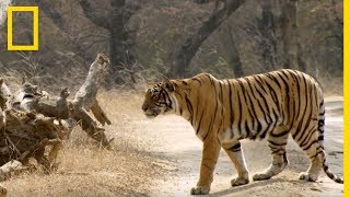 Découvrez les techniques de chasse des tigresses [upl. by Eniamert]