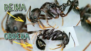 Cómo IDENTIFICAR APHAENOGASTER  Hormigas al macro [upl. by Ellemaj801]