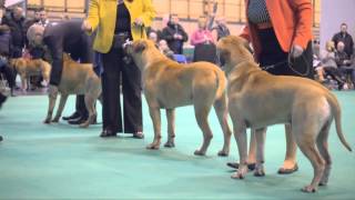 Crufts 2013 Bullmastiff [upl. by Blackmun]