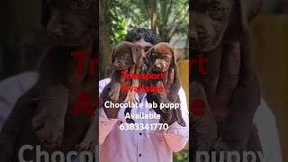 Choco lab puppy sale in maduraicoimbatorechennaiTrichyVelloreselamerodelabpuppylabrador [upl. by Adnical479]