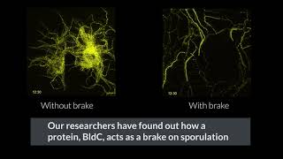 Timelapse microscopy helps reveal brake mechanism in bacterial lifecycle [upl. by Straus457]