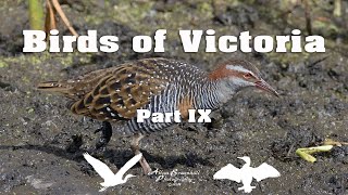 Birds of Victoria Part IX [upl. by Ainot]