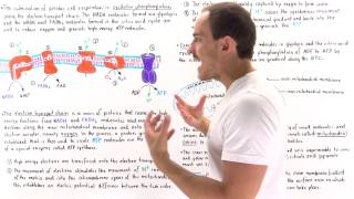 Introduction to Oxidative Phosphorylation [upl. by Gregrory]