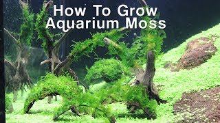 How To Attach Aquarium Moss Christmas amp Pellia Moss [upl. by Leunam]