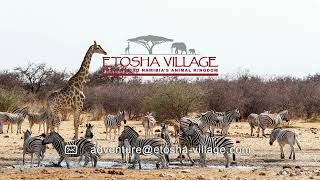 Etosha Village Namibia  Activities Game Drives to Etosha [upl. by Anaynek76]