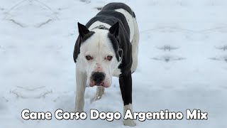 Cane Corso Dogo Argentino Mix Similarities Attract Too  Cane Corso Dogo Argentino Mix [upl. by Oniluap]