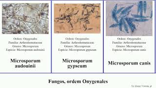 Fungos ordem Onygenales apis fungus canis chartarum Microsporum Ascosphaera Trichophyton Jesse [upl. by Swords]