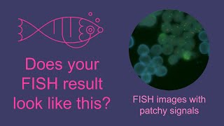 CytoCell FISH n Tips Probe application  Tips to prevent patchy hybridisation [upl. by Itin279]