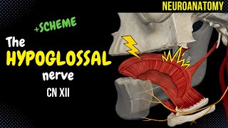 CN 12 Hypoglossal Nerve EASY Scheme  Animation [upl. by Svend789]