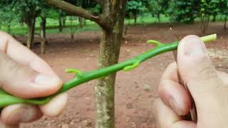 Enxertos em cítrus como fazer [upl. by Schick]