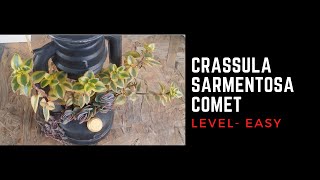 CRASSULA SARMENTOSA COMET  CARE TIPS [upl. by Je]