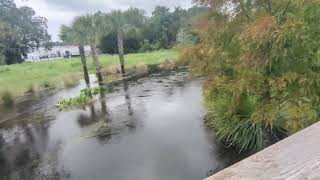 Black Bellied Whistling Duck Flies to Flock amp Great Egret Hurricane Milton Flooded Solary Park [upl. by Felten]