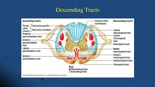 Extrapyramidal amp Pyramidal tracts Descending Tracts of Spinal Cord Motor Pathway [upl. by Enomad804]