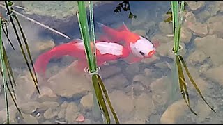 spawning fish in the home pond [upl. by Triny414]