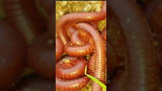 Top Entomologist Reveals MILLIPEDE Care Secrets You Never Knew [upl. by Fadiman]